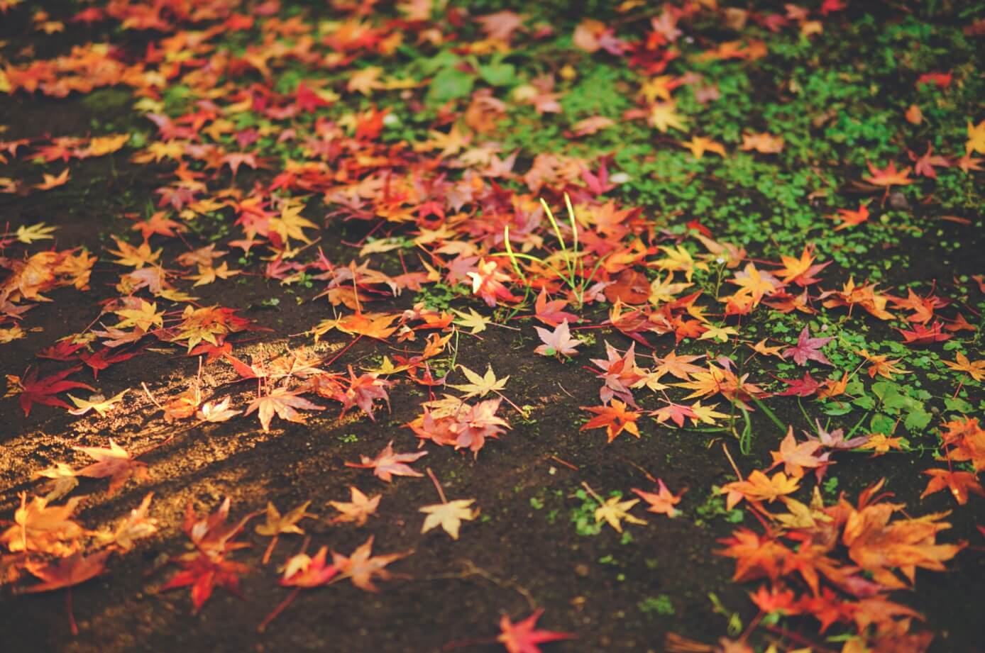 바닥에 떨어진 단풍 사진