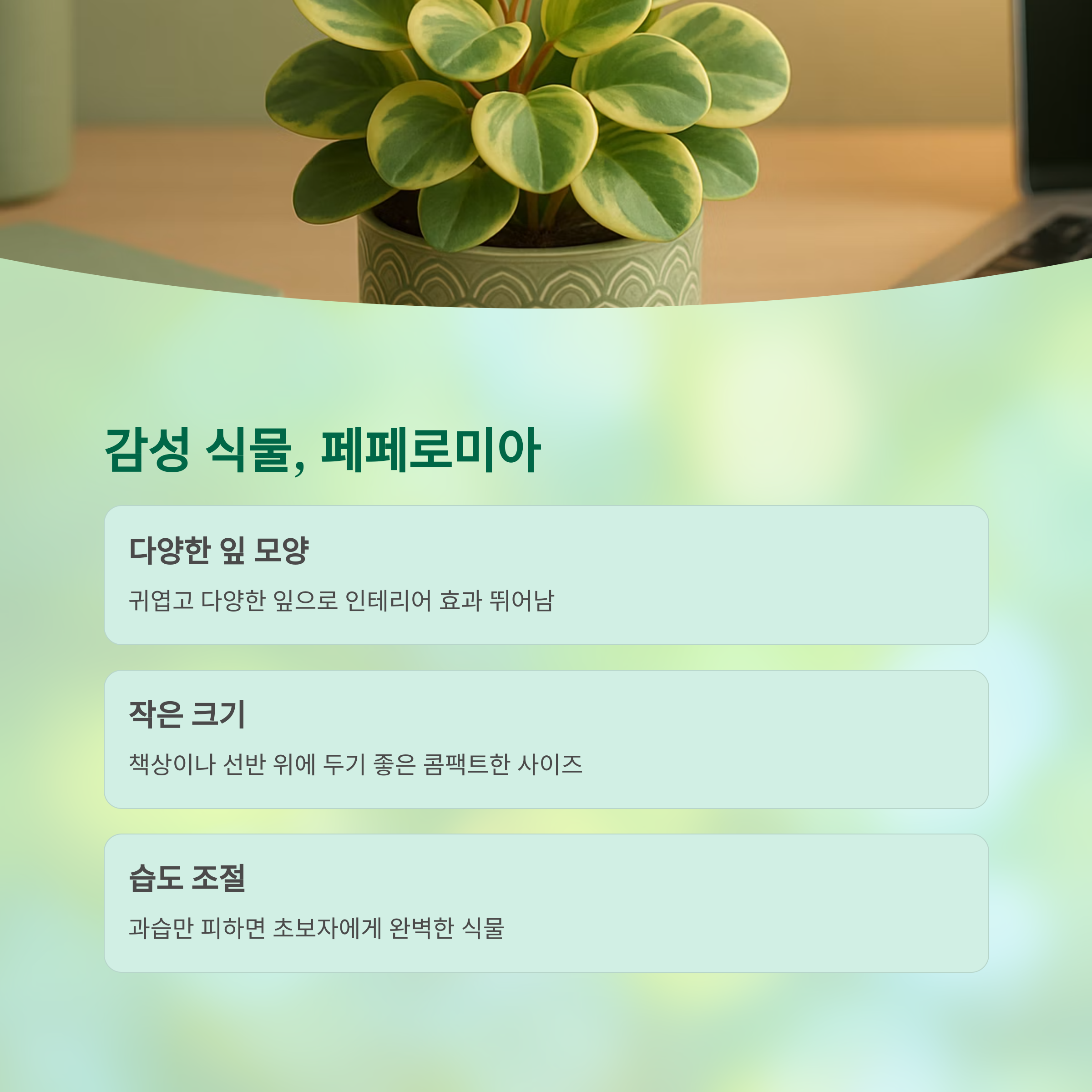 감성 식물 페페로미아