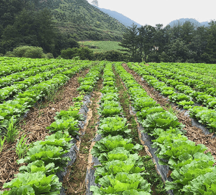 괴산 절임배추20kg 가격비교 카드할인혜택