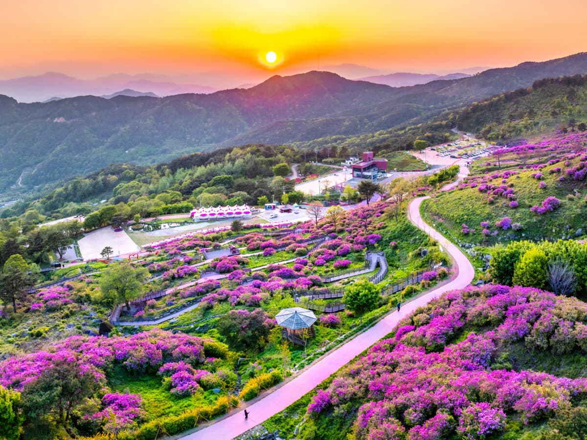 [경남 합천 여행]5월 봄 축제❘황매산 철쭉축제❘기간, 예약 방법, 실시간 개화 현황