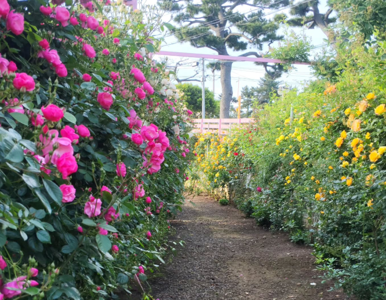 지금 안 가면 1년 기다려야 해! 제주 아일로사 장미정원, 6월 꽃구경 명소!