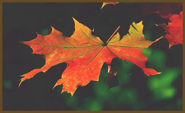 서울 근교 단풍 명소 (지금이 단풍 절정시기)