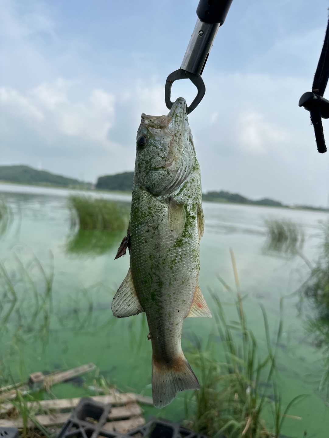 배스 사진