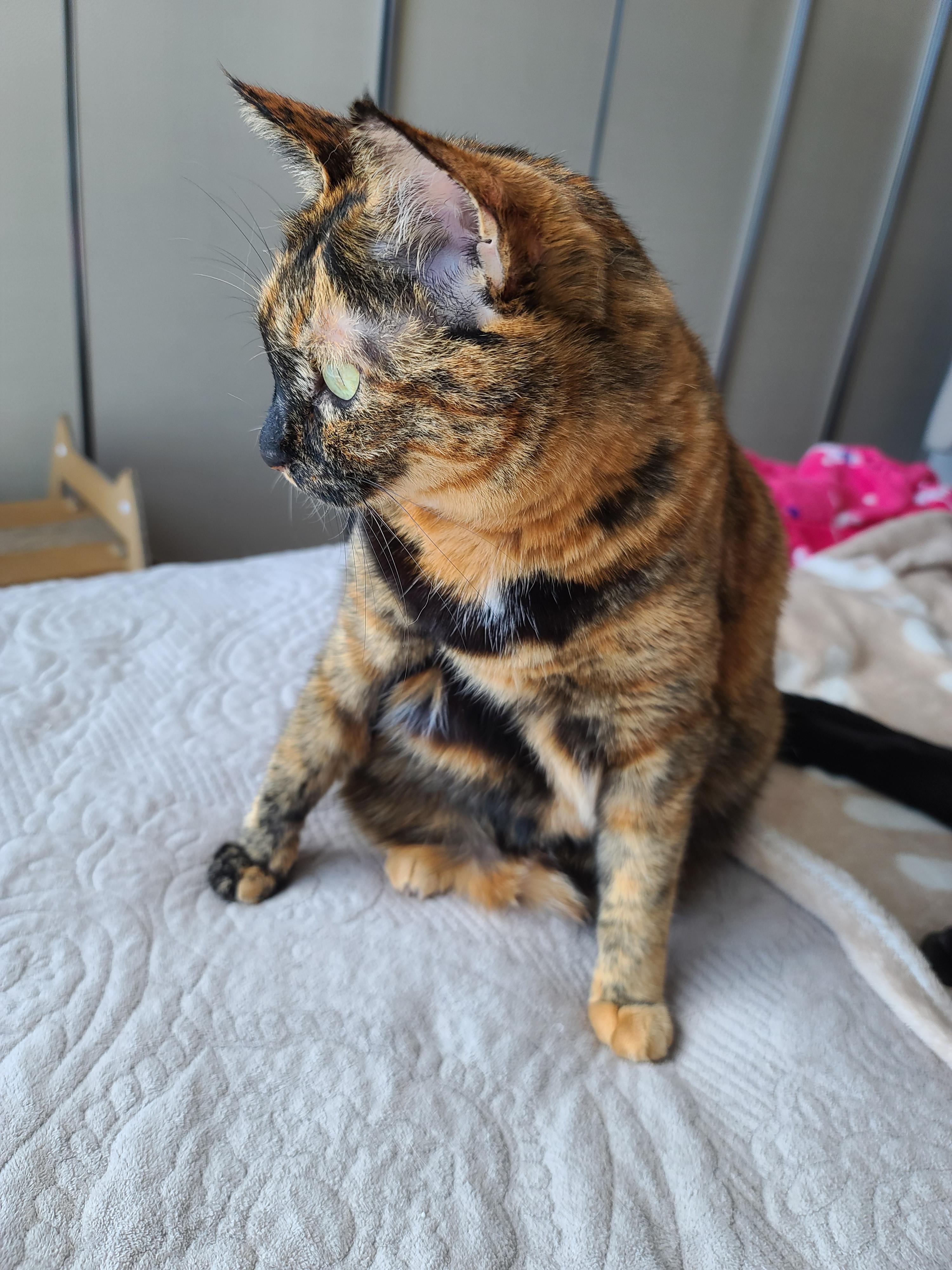 매력적인 고양이 카오스 사랑이.