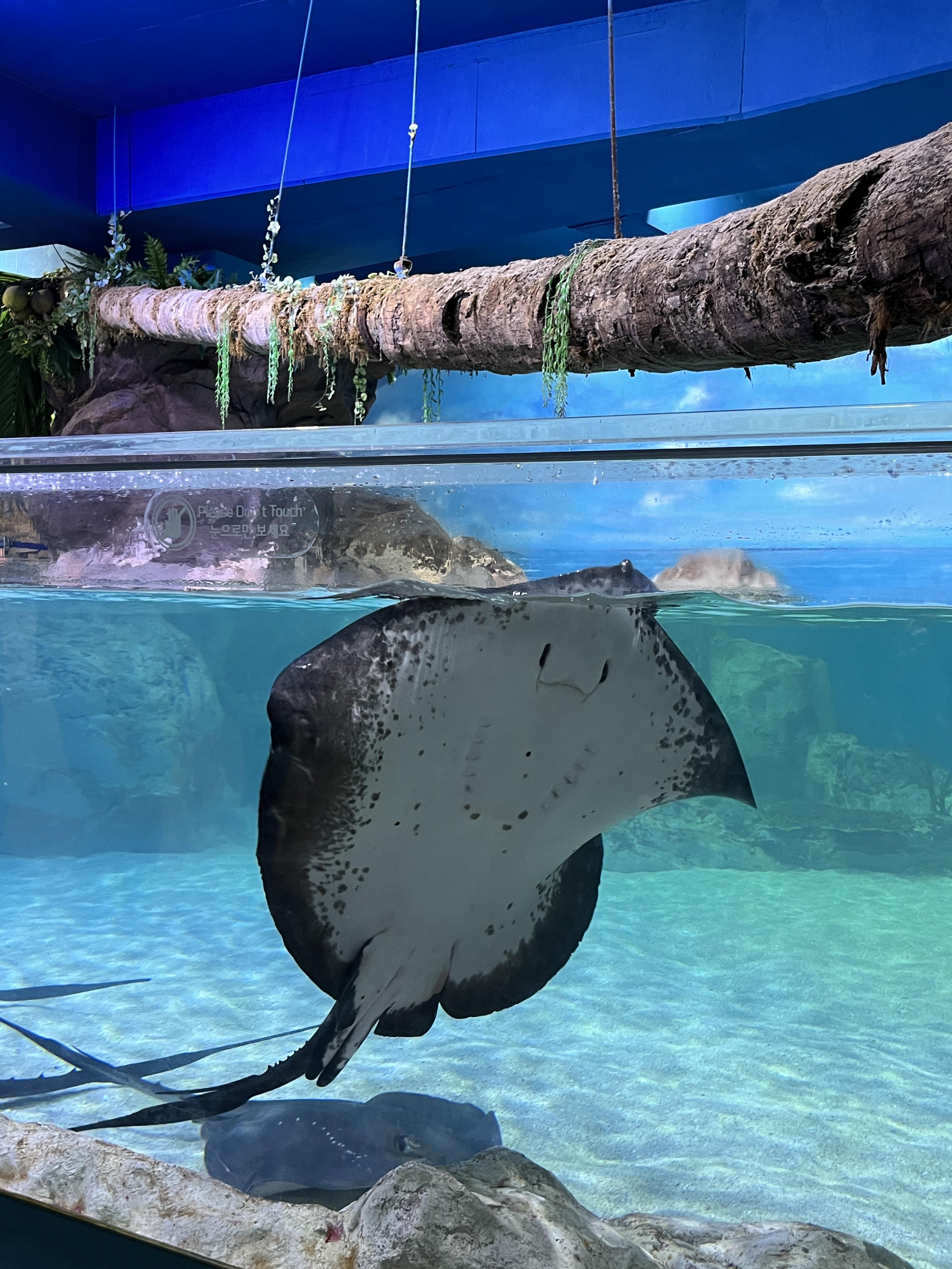 코엑스 아쿠아리움 동물의숲