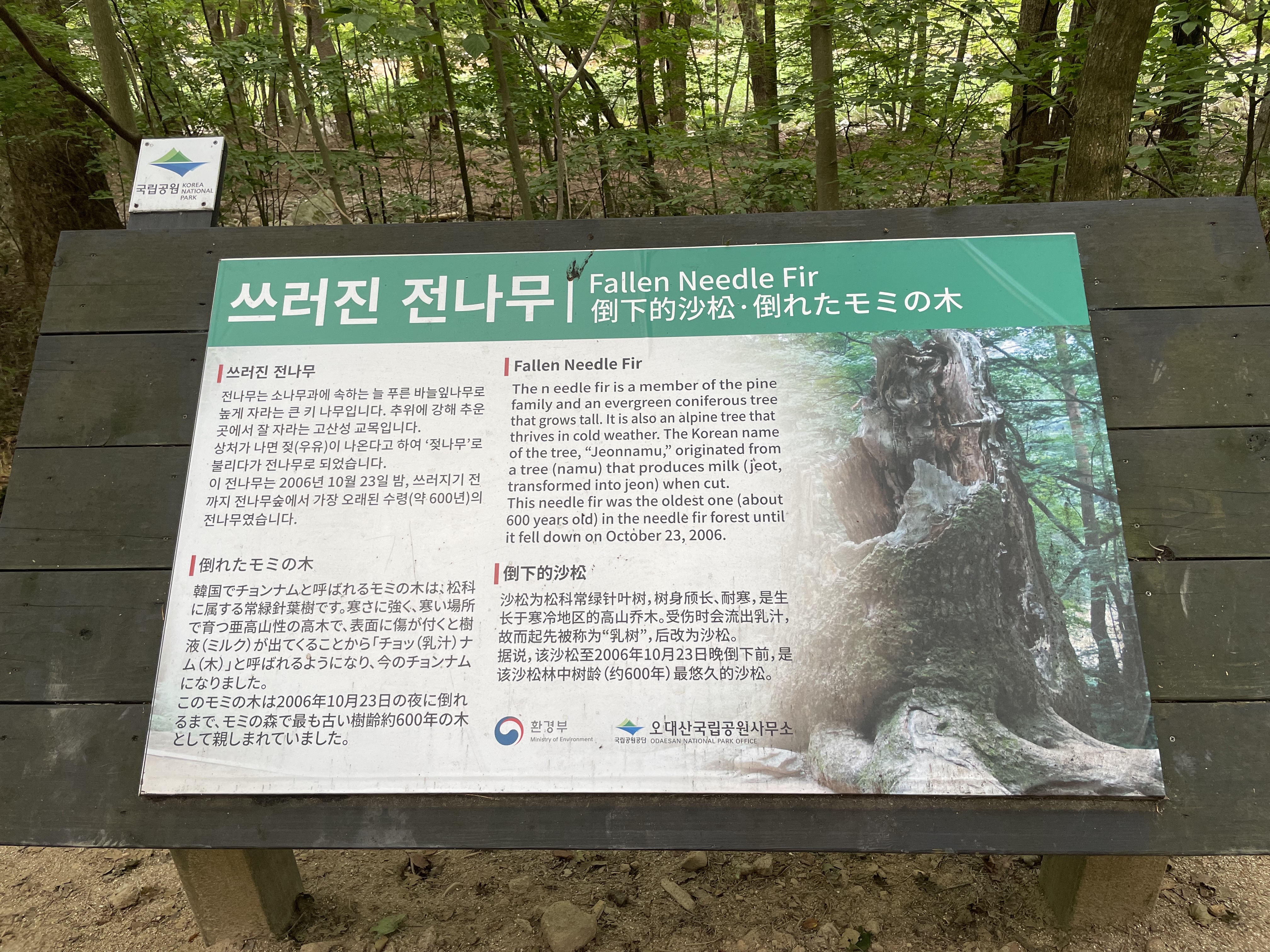 쓰러진 전나무