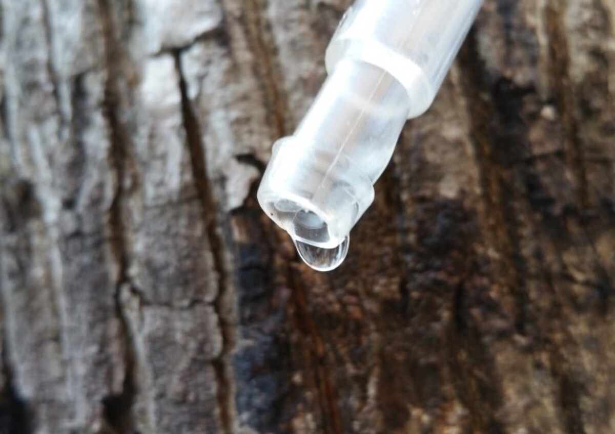 고뢰쇠 물 효능, 마시는 방법, 주의할 점