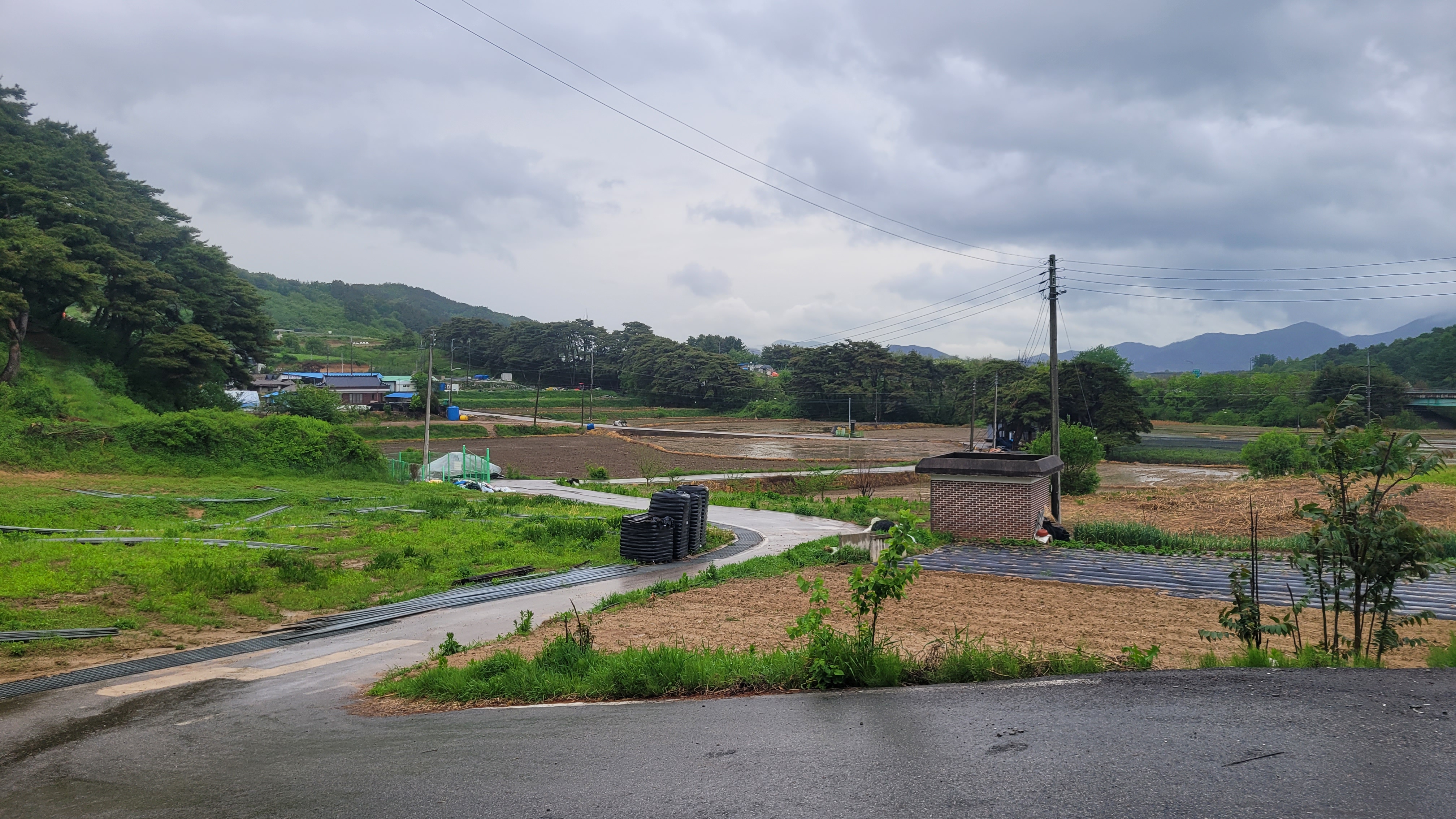 백일홍 심고 나니, 비가 오네