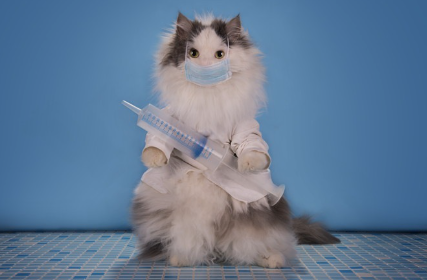 의사처럼 생긴 고양이.