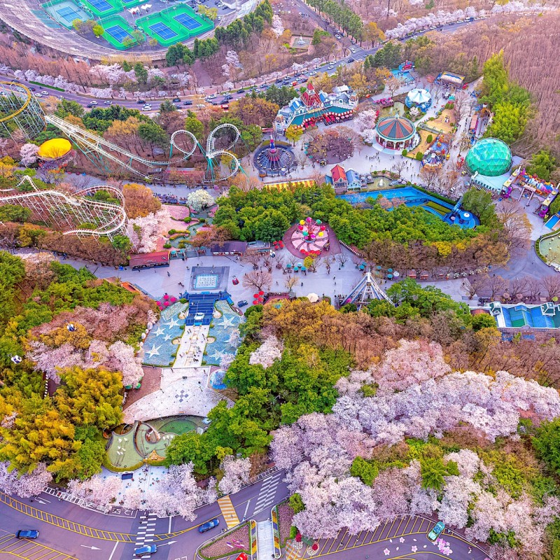 전국 벚꽃 축제 정보. 빨라진 벚꽃 개화