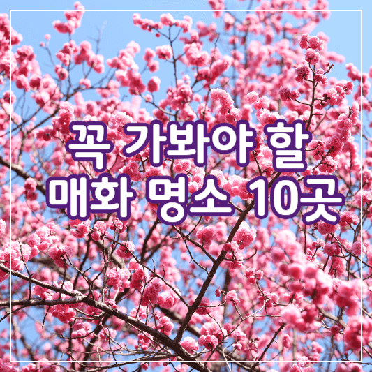 매화명소10곳-썸네일