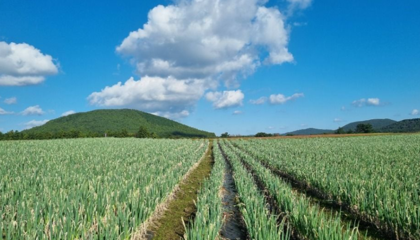 제주 가족여행 대파축제 보롬왓
