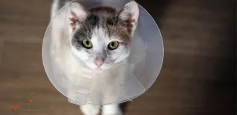 고양이 중성화 비용 수술시기 관리_30