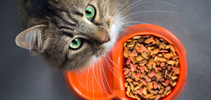 먹이와 고양이.