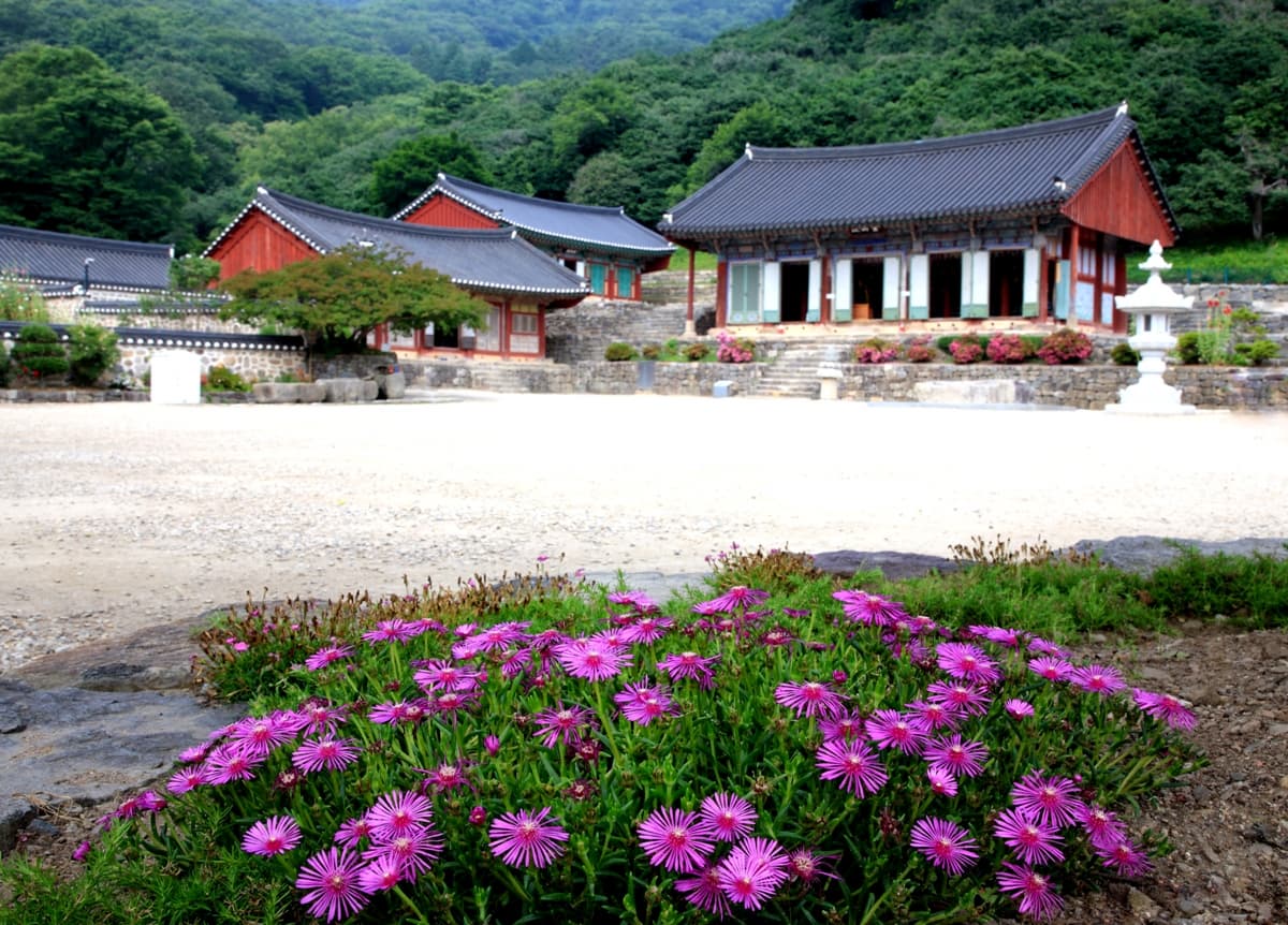 [4월 축제]사계절의 모습이 다 아름다운 고창 선운사❘동백꽃, 홍매화 사진 이벤트