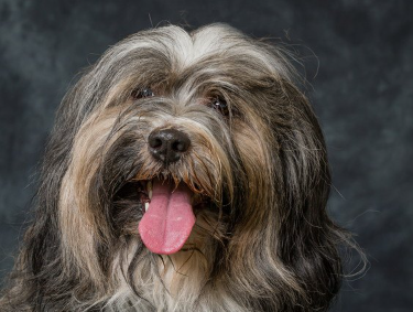 웃는 얼굴의 티베탄테리어.