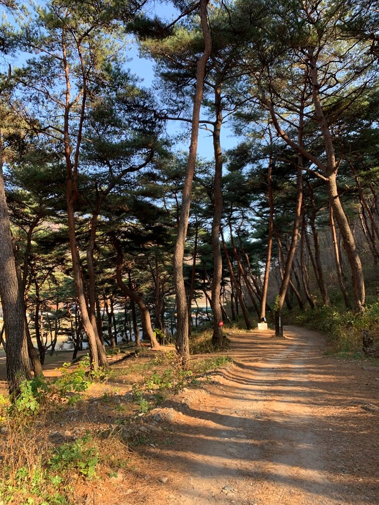 산악바이크 소나무 길