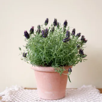 라벤더 키우기 물주기 향기관리 통풍일조 집에서도 가능한 관리_15