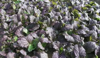 갓 재배 직파 재배 빠른 수확 잎 따기_10