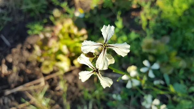 루콜라 재배 직파 심기 통풍 관리 초기 생육_7