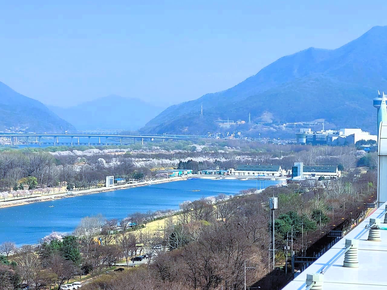 하남 당정뜰에서 바라본 당정섬 벚꽃 만개 풍경