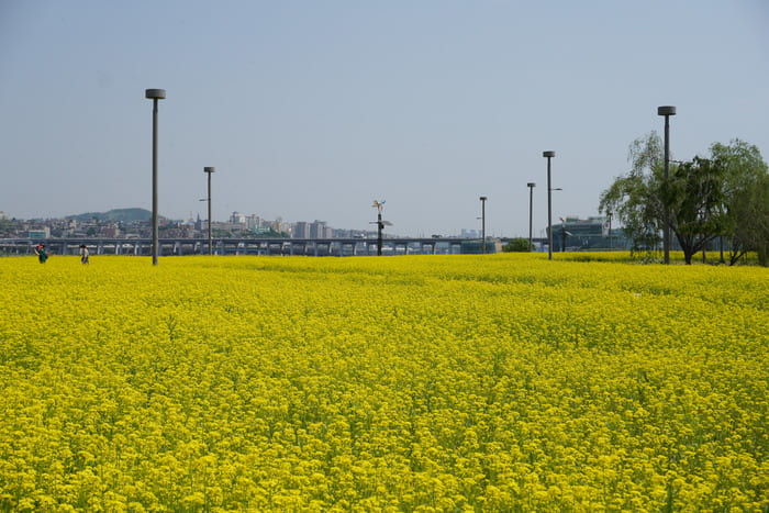 2024 한강 서래섬 유채꽃 축제 일정 정보&amp;#44; 장소 위치&amp;#44; 가는길&amp;#44; 놀거리