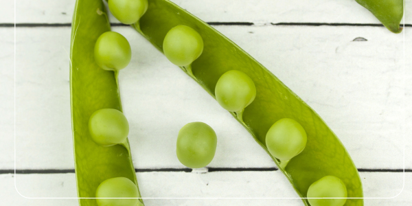 건강한 적혈구의 핵심 성분