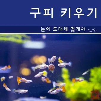 구피 키우기와 건강하게 번식시키는 팁_2