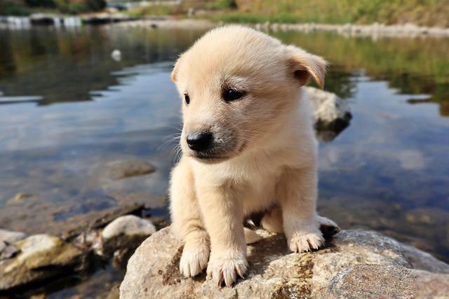 반려동물 등록과 비용, 자진신고로 과태료 피하기, 외장칩과 내장칩의 차이