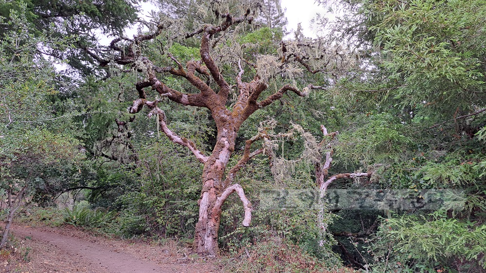 Purisima Creek Redwoods Open Space Preserve