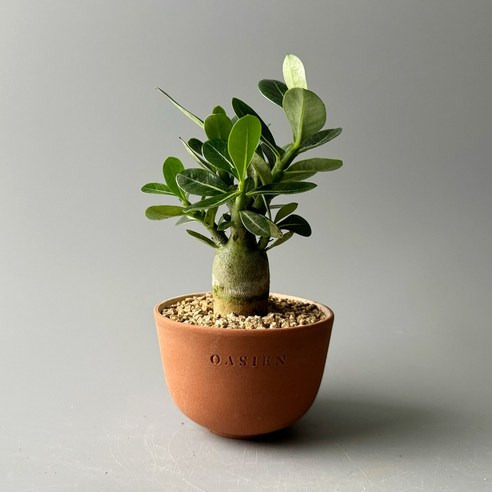 아데니움 오베숨