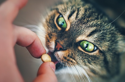 알약 약을 먹는 고양이.