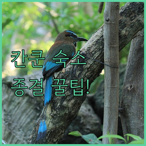 가족 여행부터 신혼여행까지 칸쿤 숙소..