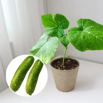 동아 재배 덩굴 손질 지주 설치 수분 관리_9