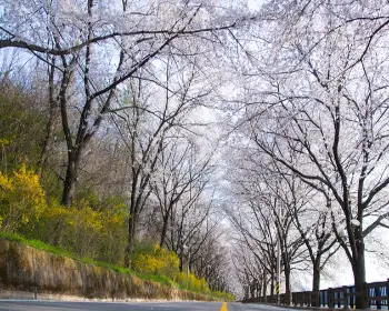 벚꽃 개화시기_10