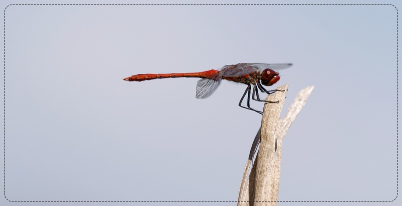 나무가지에 앉아있는 고추잠자리 한마리