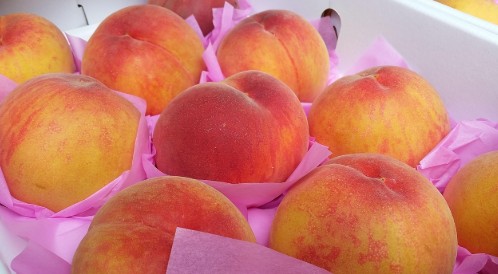 제철 복숭아 종류, 효능, 보관법, 칼로리 총정리