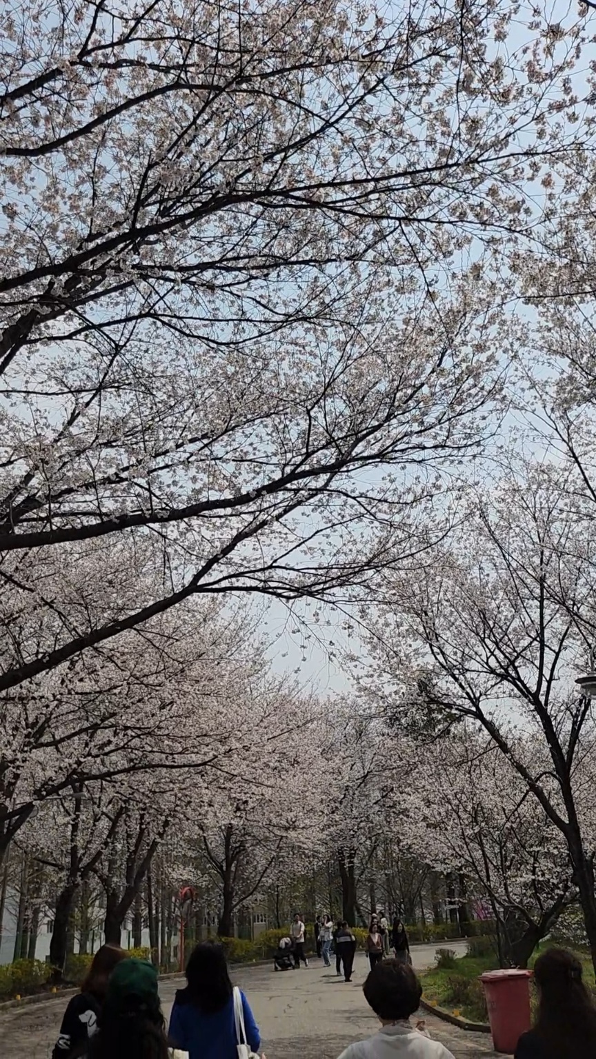 최자실 기도원 벚꽃길