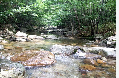 내장산-단풍축제-계곡