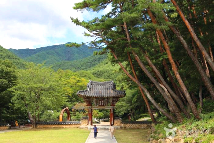 큰 소나무들 옆 길로 2명의 사람이 걸어가고 있다.