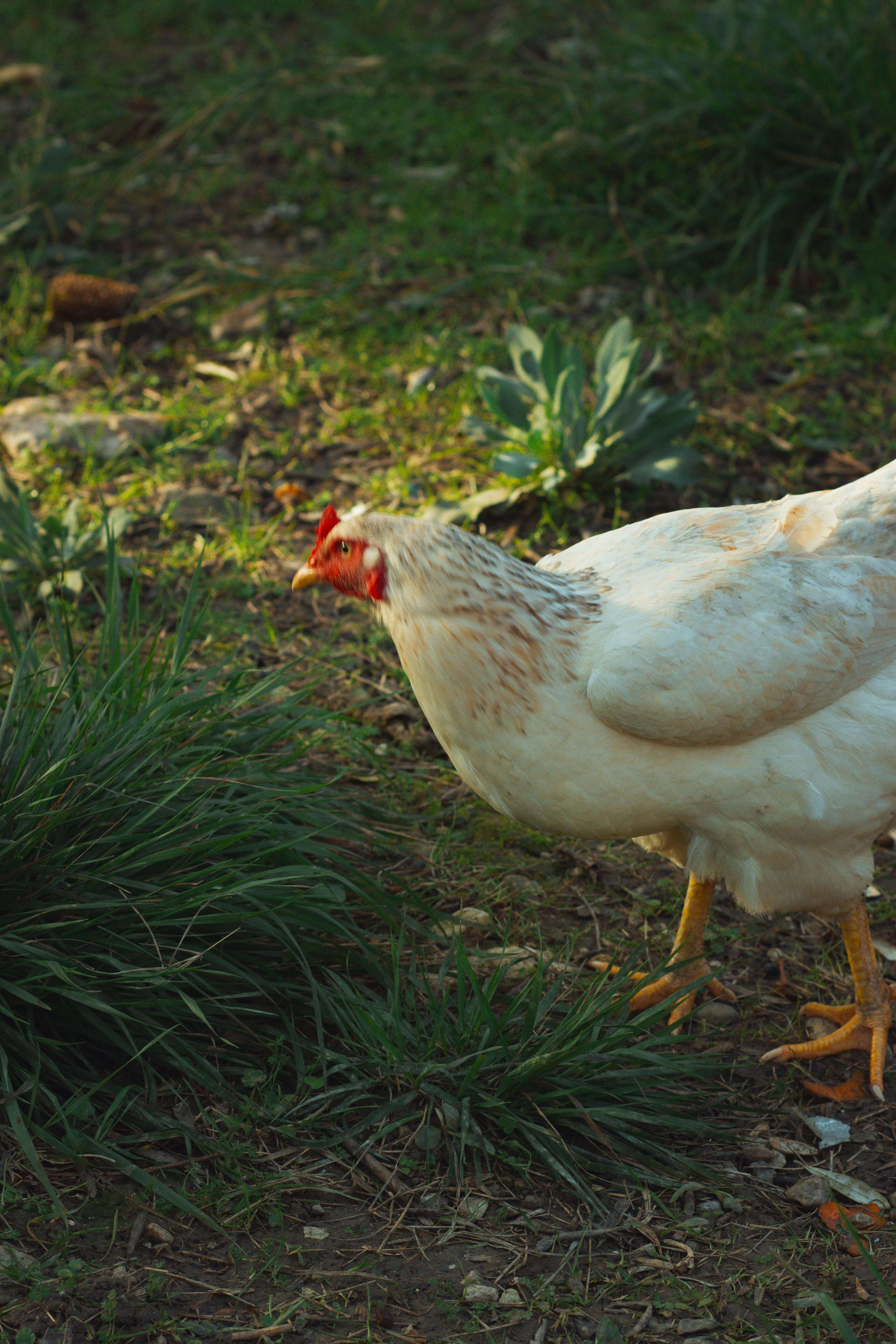네이버 현대카드 단종