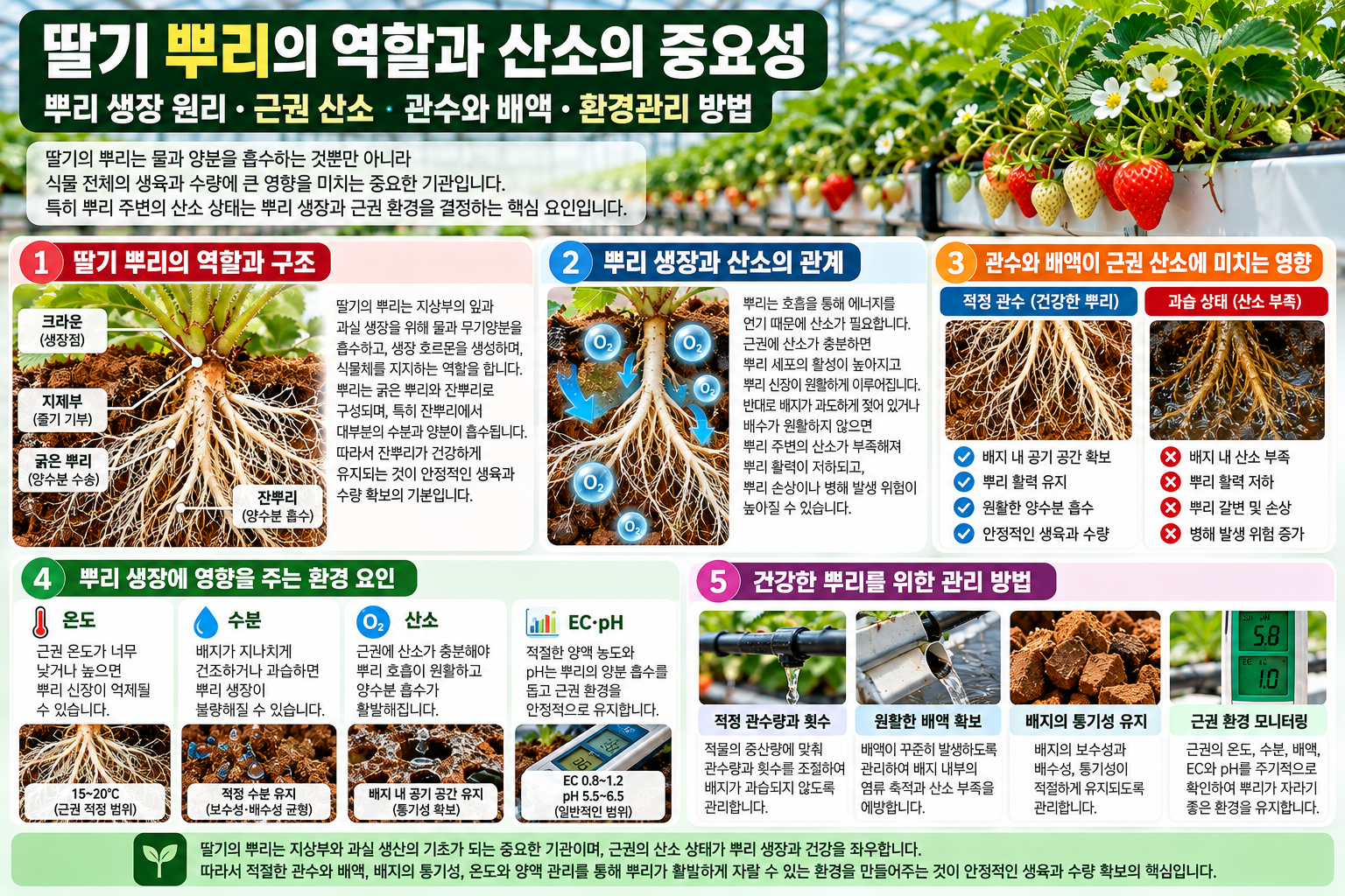 딸기 뿌리의 역할과 근권 산소&middot;관수&middot;배액&middot;환경관리 방법