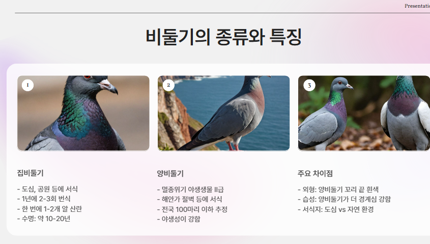 비둘기 특징 및 차이