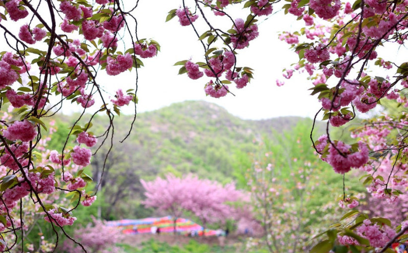 서산 문수사 겹벚꽃