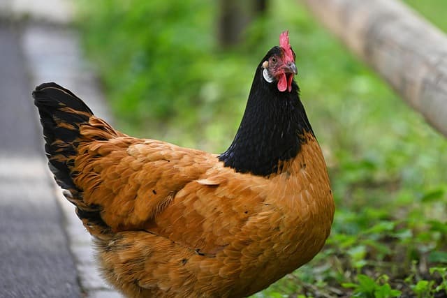 닭도 거울 속 자기 얼굴을 알아볼까? 인지 실험으로 본 닭의 뇌 능력