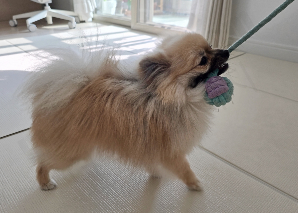 터그놀이를 하는 강아지