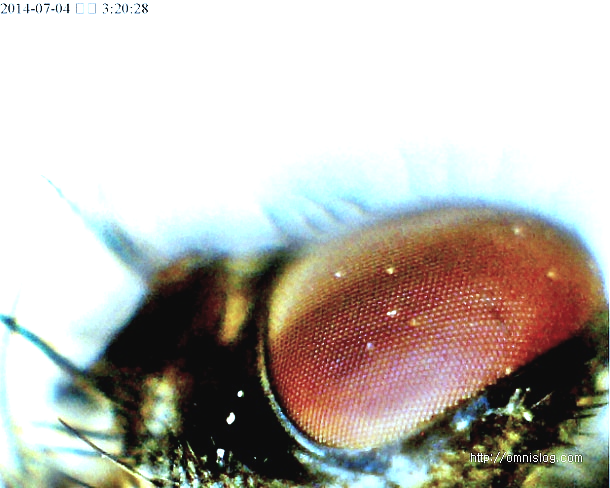 초파리 겹눈 확대사진