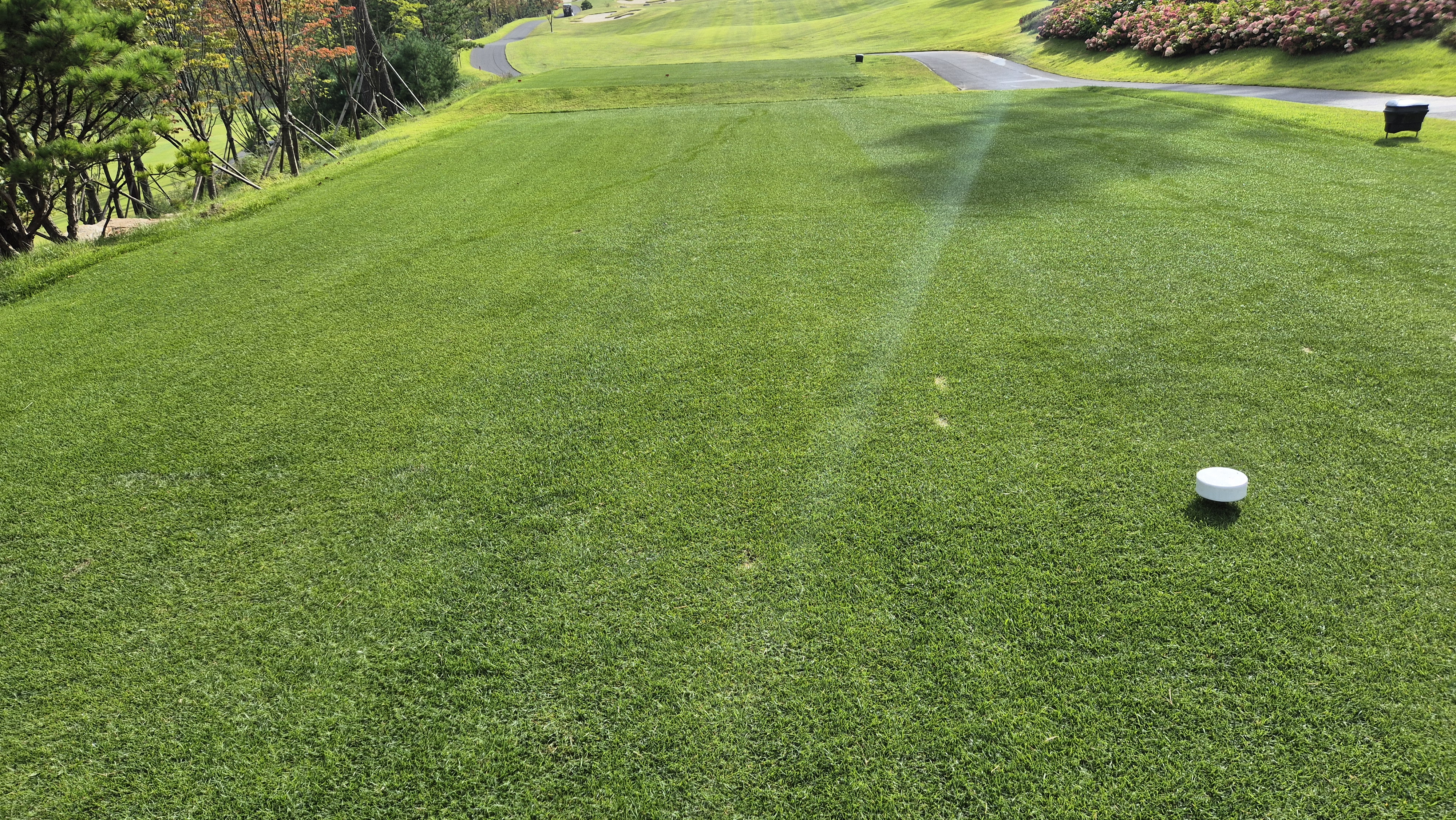 오로라cc 티잉구역 상태