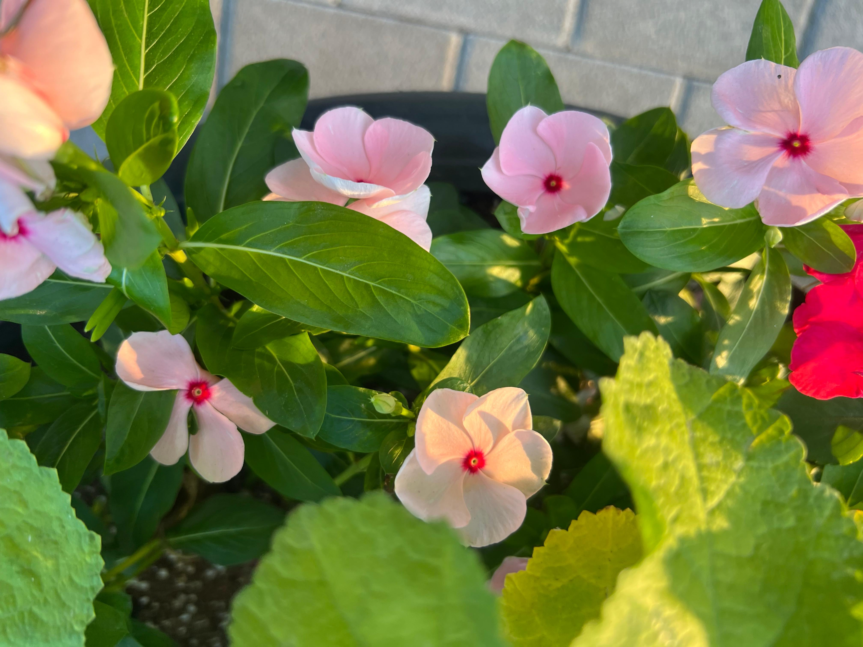 일일초(얼룩매일초)