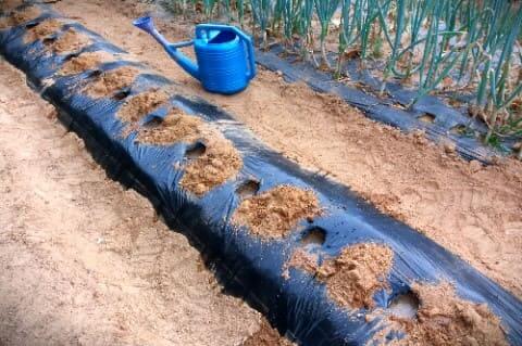 홍감자-빨간감자-심기-심는방법